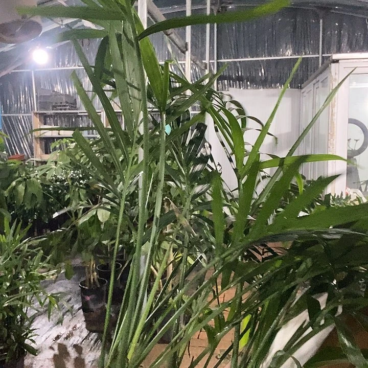 处理3盆富贵椰子裸根发货29的