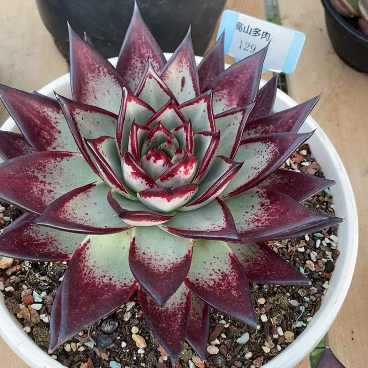 D129- 直播福利 乌木