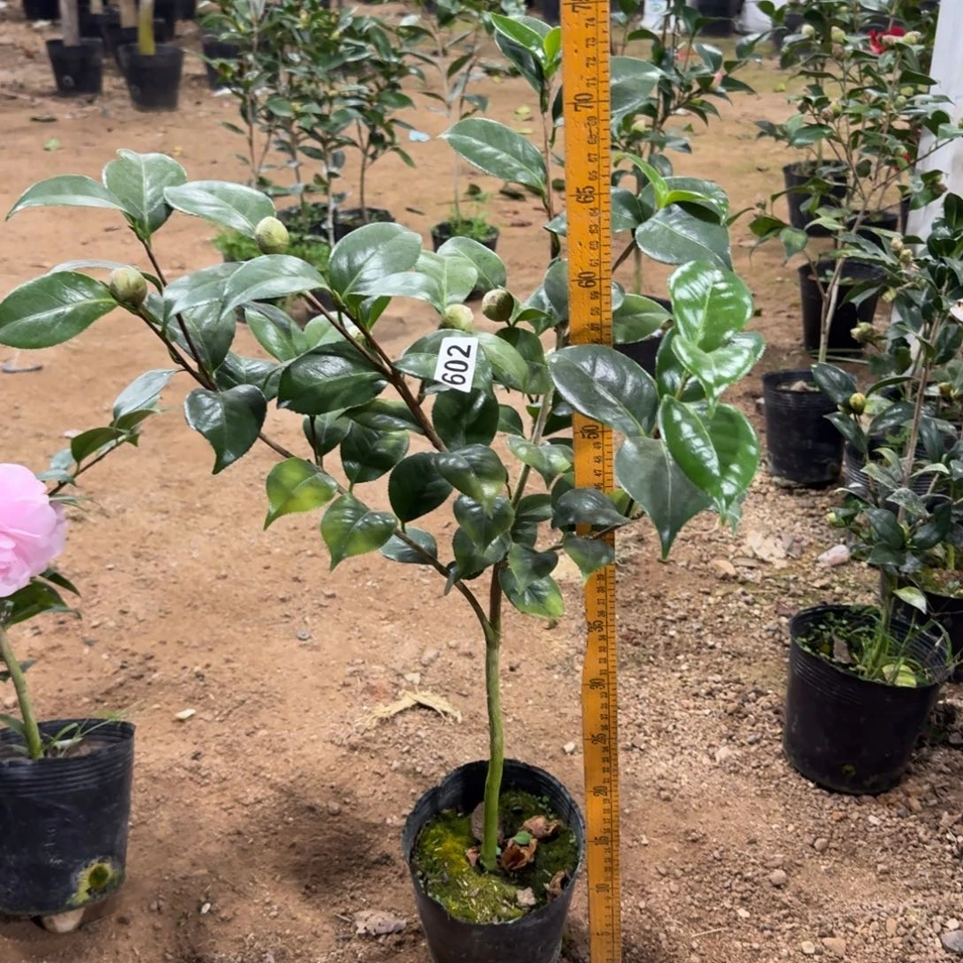 少量花朵（建议范围：2朵-5朵 或40%以下）602火瀑布