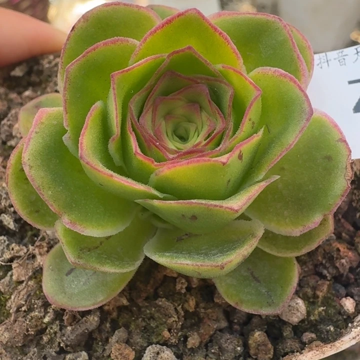朱004。 宽边不知名捧花群