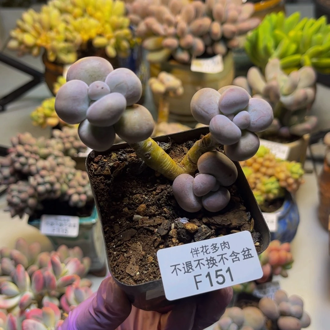 芭比奶151/7cm多肉