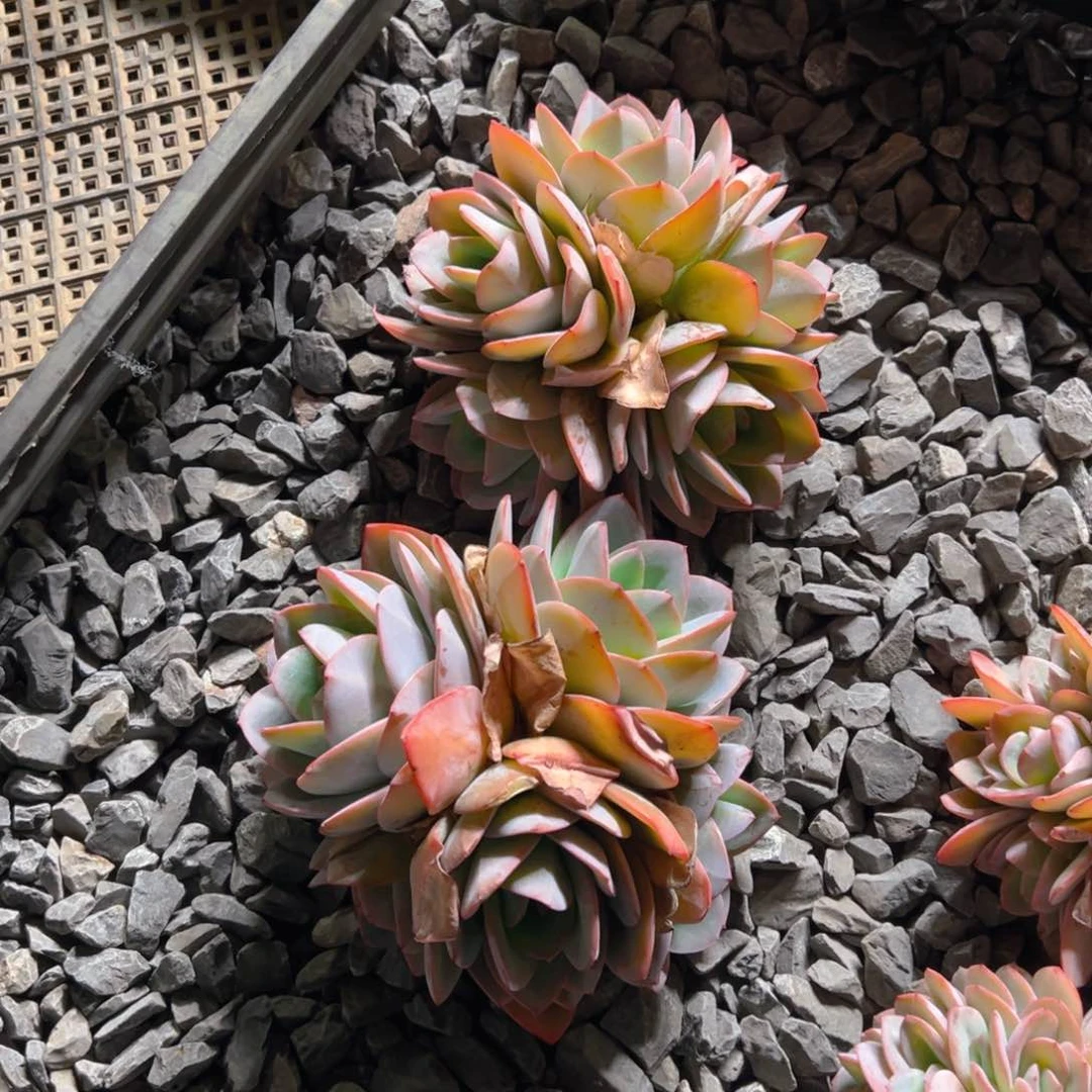 布鲁蓝111111111111111111