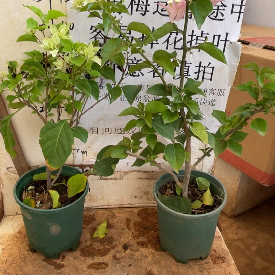 当前无花朵，栽培后可花朵48h2
