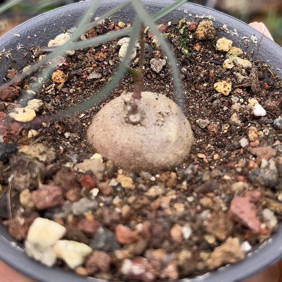 优选润肺草，福利漏