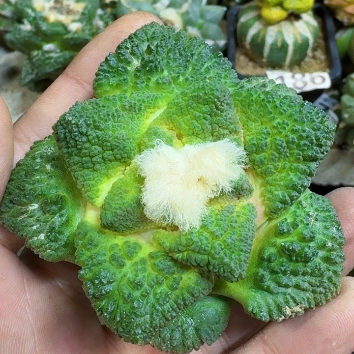 福利苗接菜花492