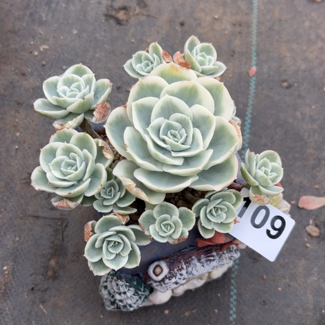 南*109 多肉植物组合盆栽