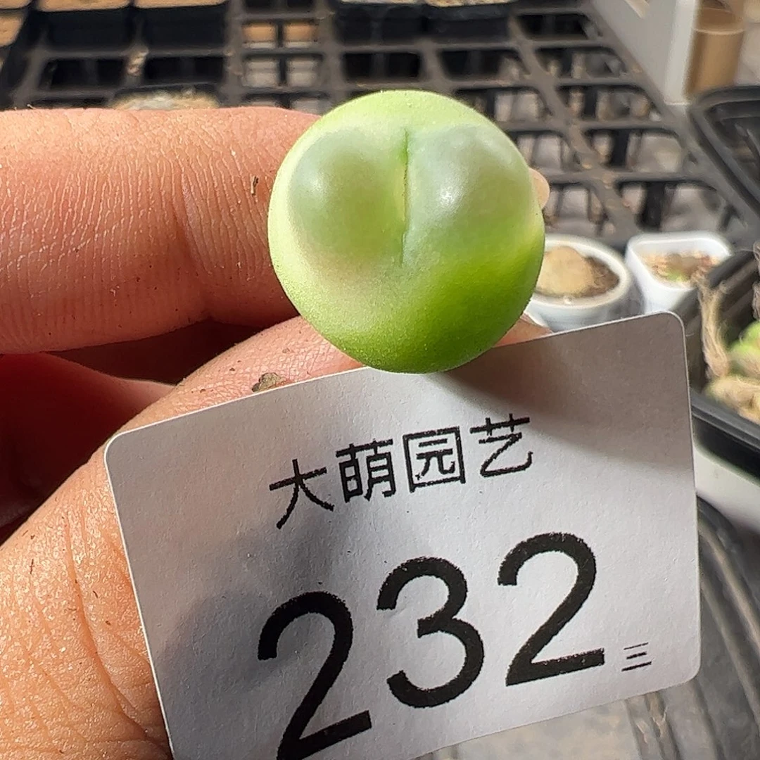 一物一拍脱土发。   微瑕福利232