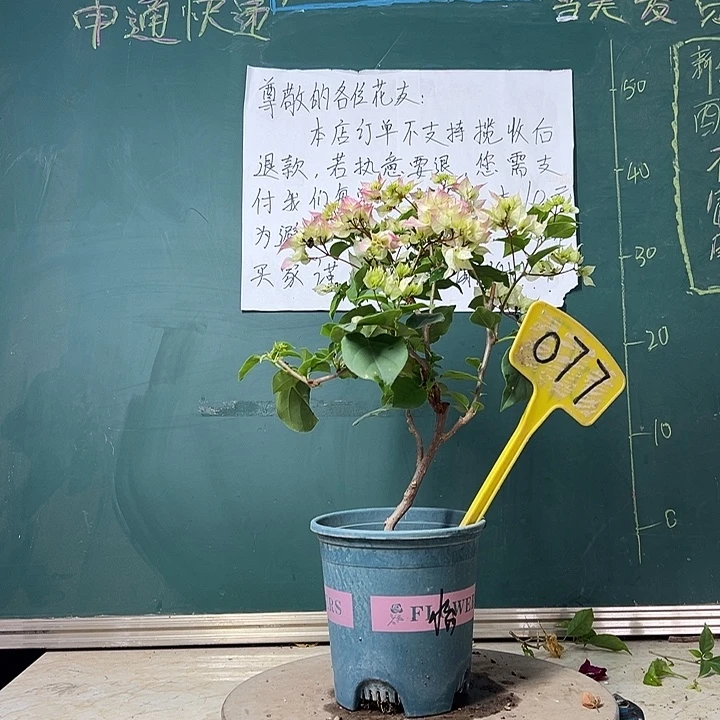 全部花苞 怡锦  077