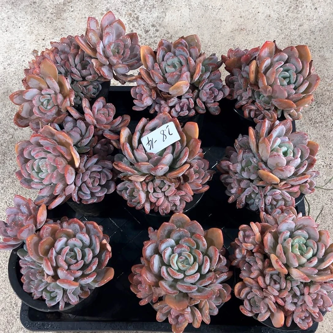 2.8-14香橙多头老庄多肉随机