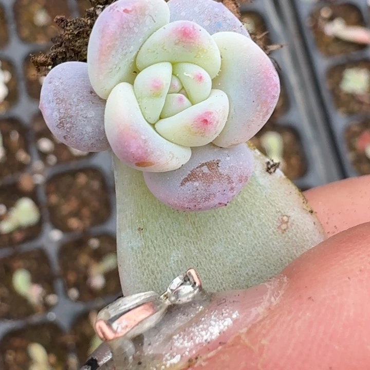 星影福袋福袋福袋85