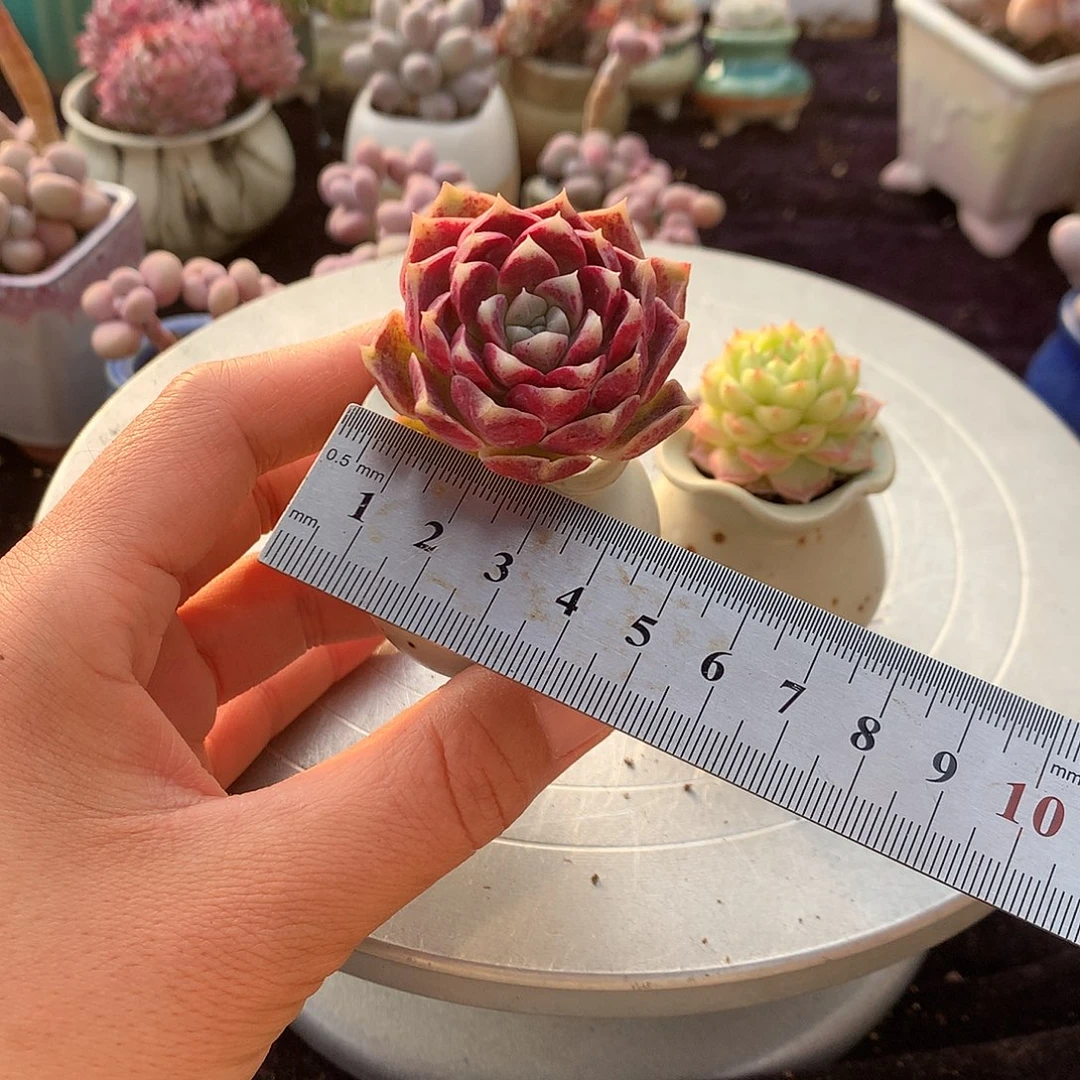 木*55号带盆偏远地区不包邮的