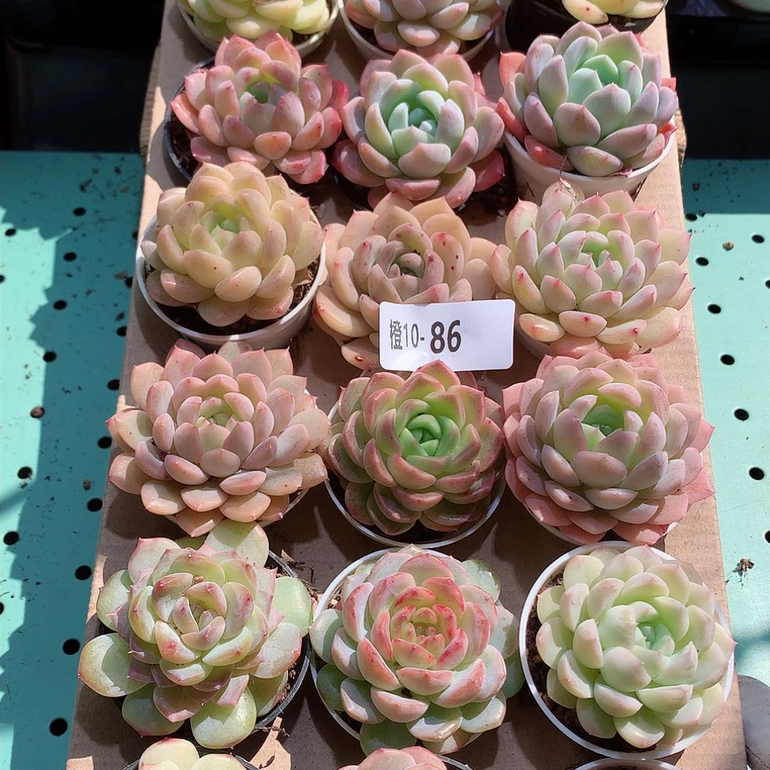 10-86一物一拍带盆18颗