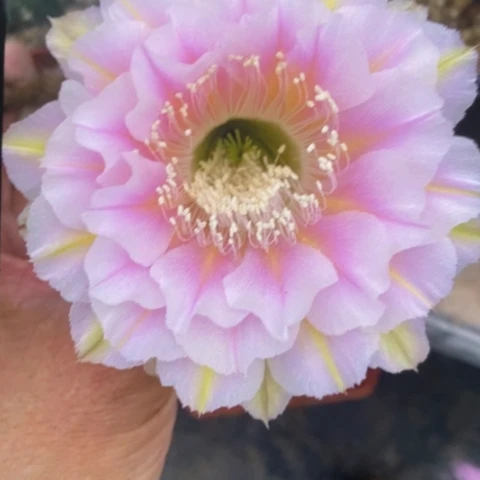 无花朵12 号彩草仙人球侧芽2+