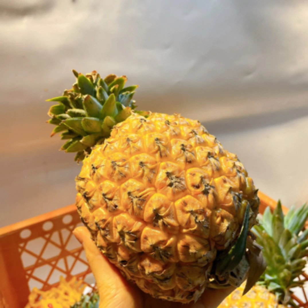 (小美仁优选)伊鹿芒果凤梨，2粒3.9斤起芒果凤梨吉林省