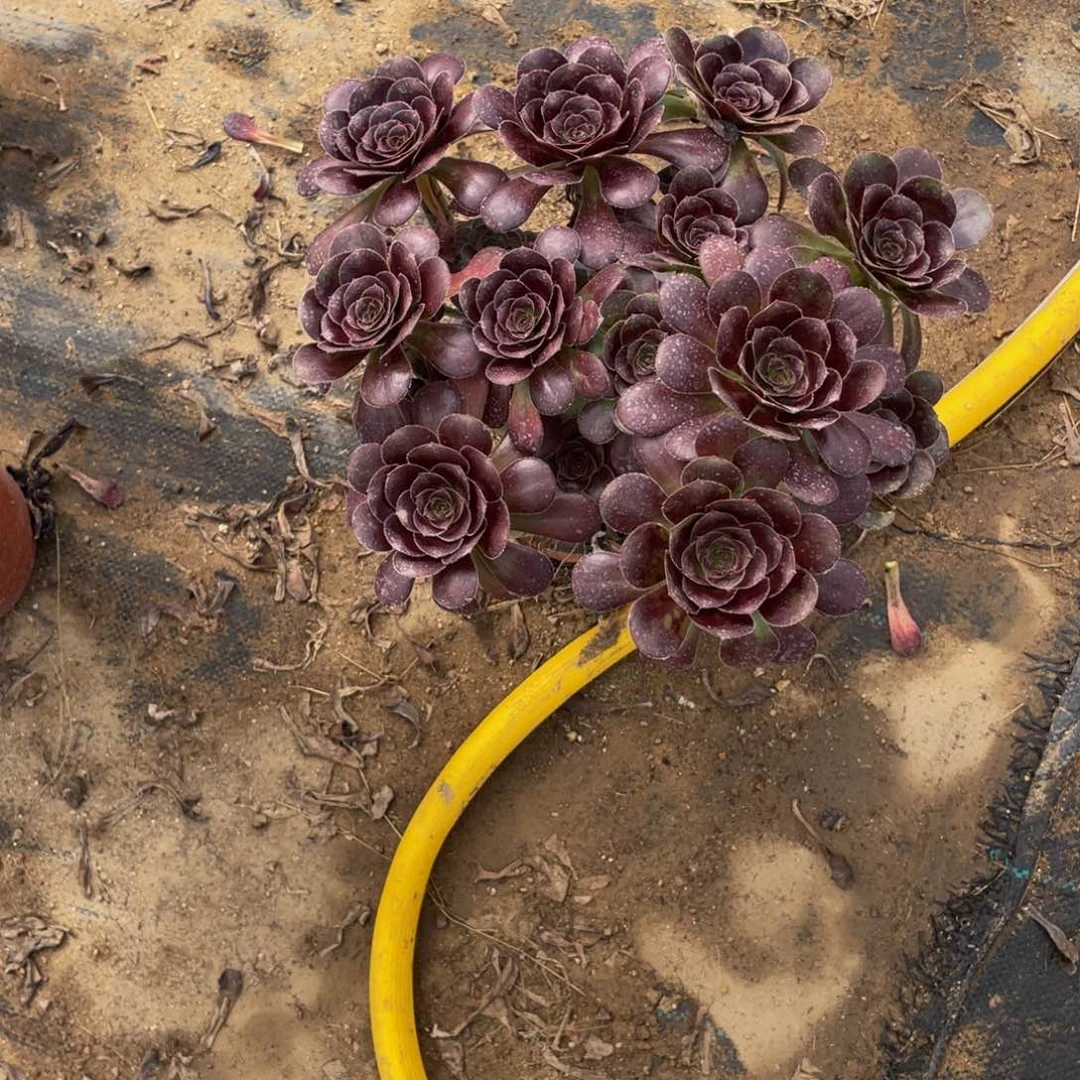 374黑玫瑰法师多肉断枝不包