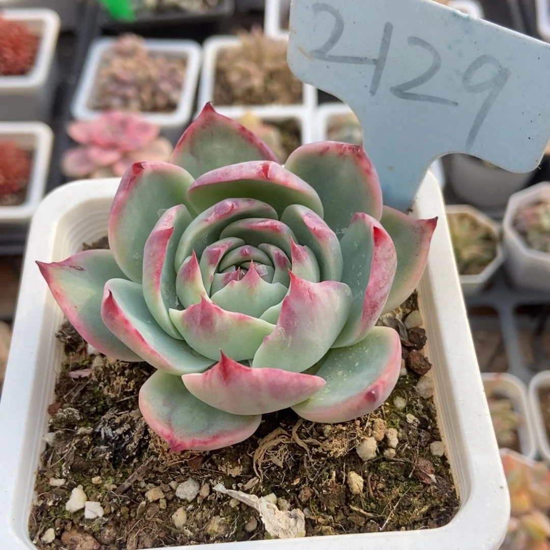 2129惊鸿仙子多肉植物保护