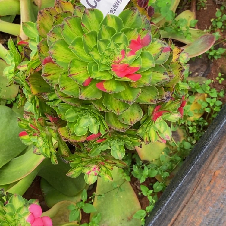 【闪购商品】y****?5817寄养多肉