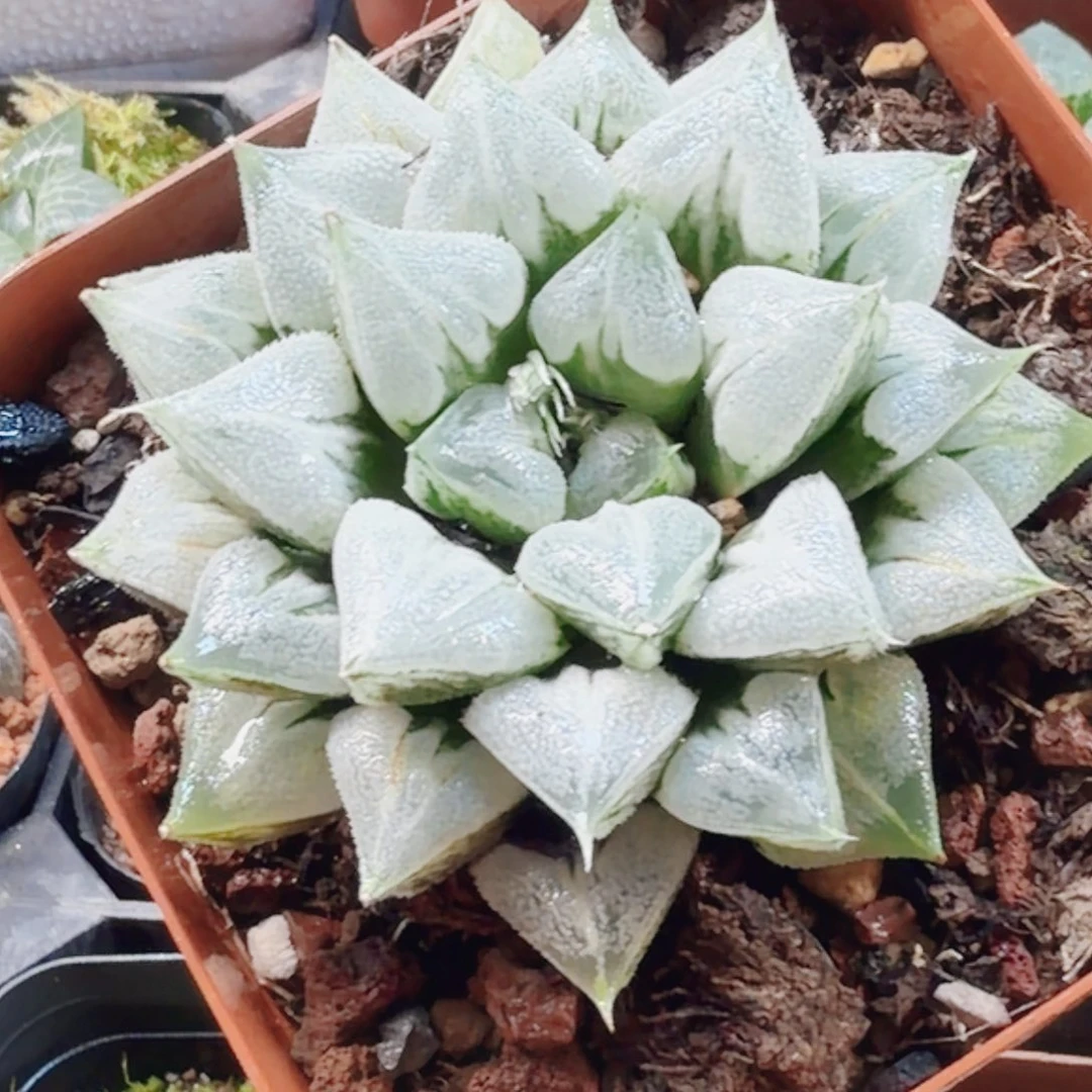 十二卷爱心母本开播福利