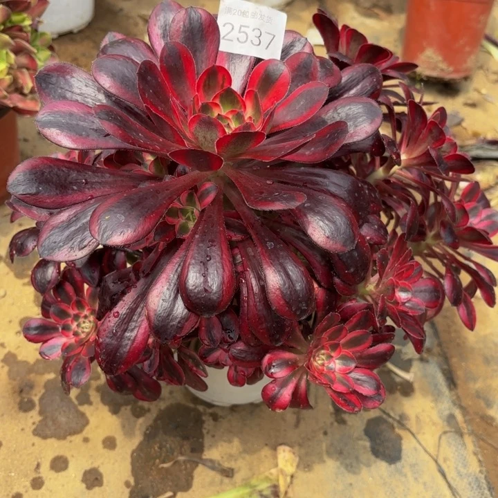 香奈儿多肉处理不包断头2537