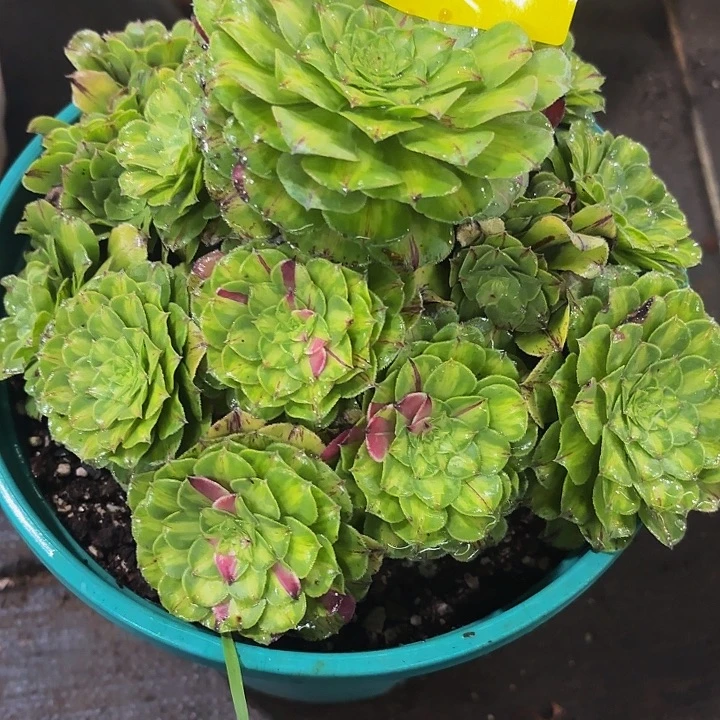 多肉植物知否837一