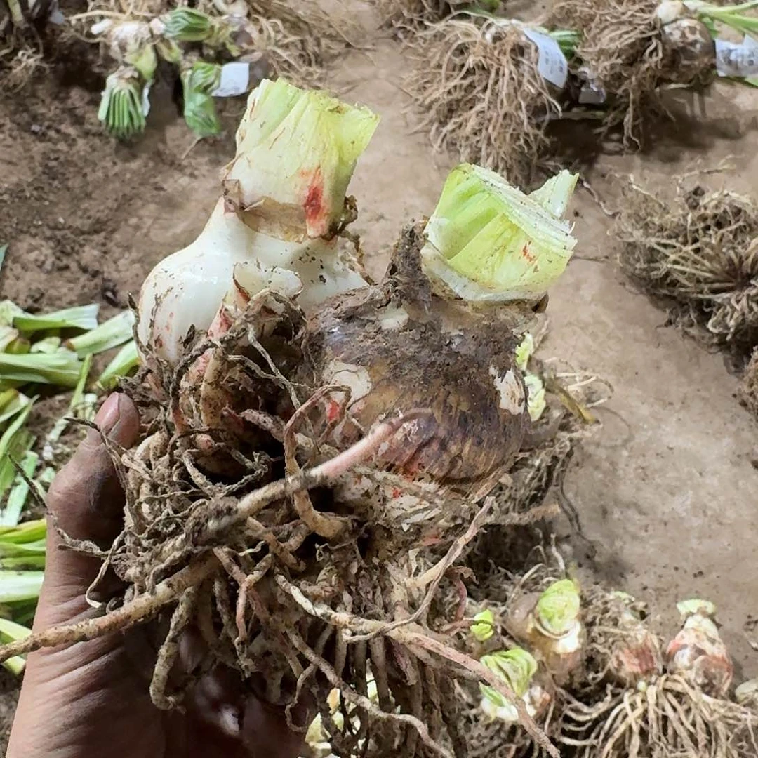 1号浪漫嫁衣双胞胎6+6开花球