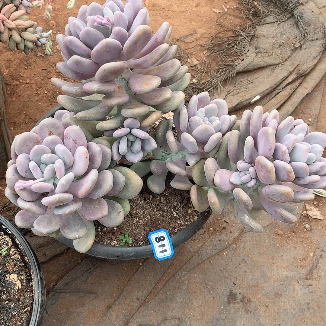 811月美人一物一拍多肉