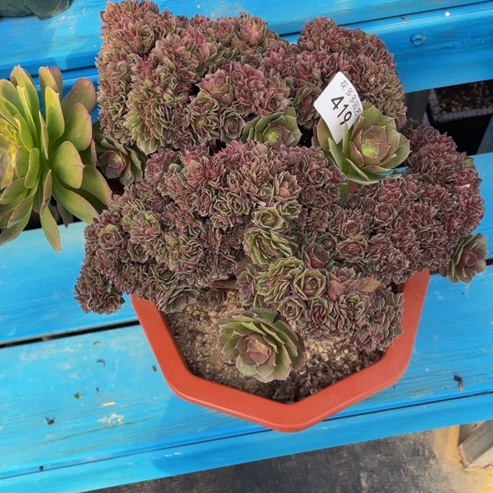 419号万圣节朵朵微瑕