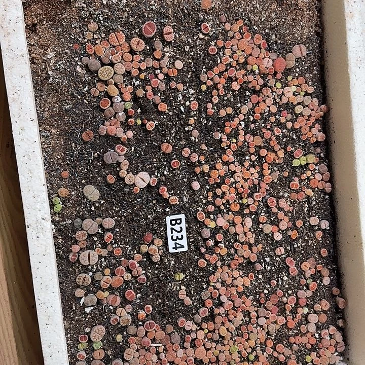 生234石花整框脱土发货不售后