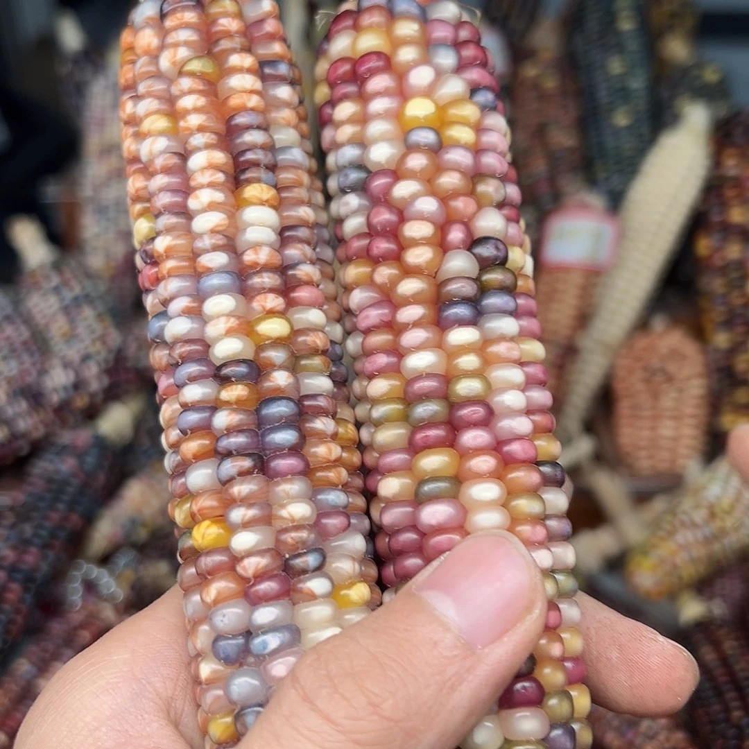 ?*媚文玩玉米毛料精品