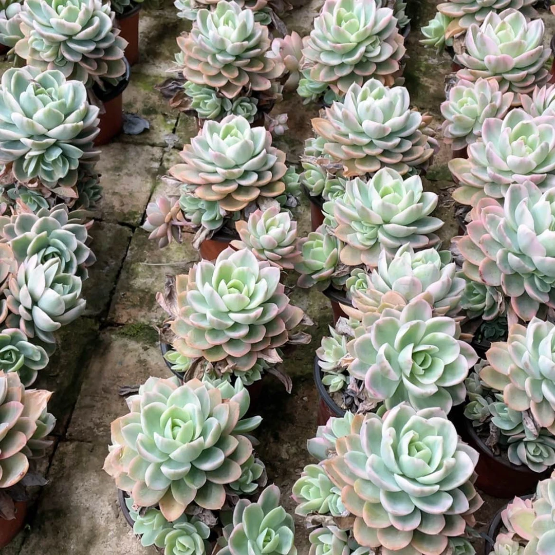 【闪购商品】之*啊1270号两颗一组