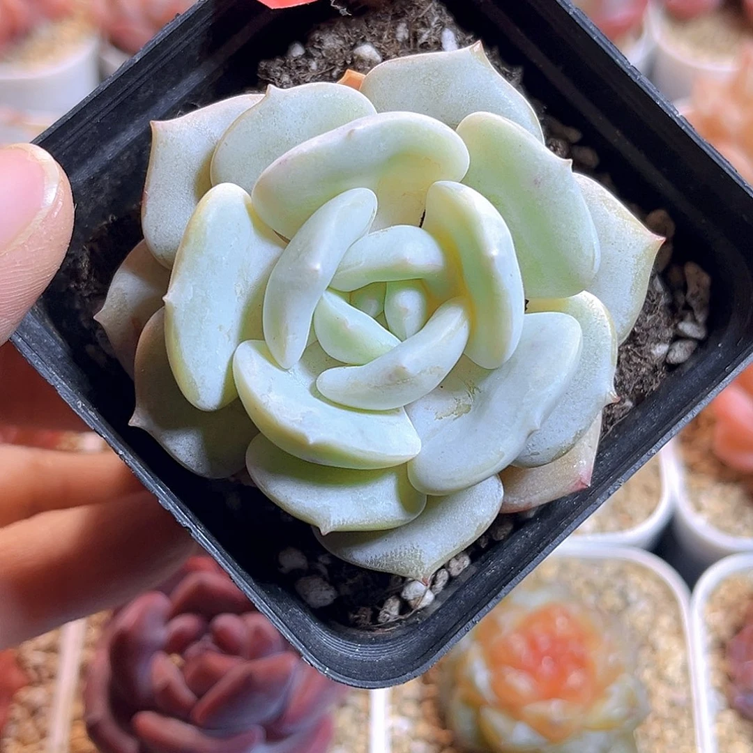 H135  白月光珍妮满18包邮