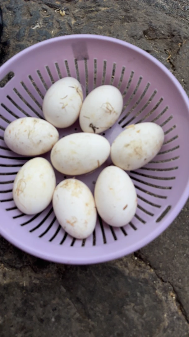 新鲜农家散养土鹅蛋整箱发货70 - 90克营养美味