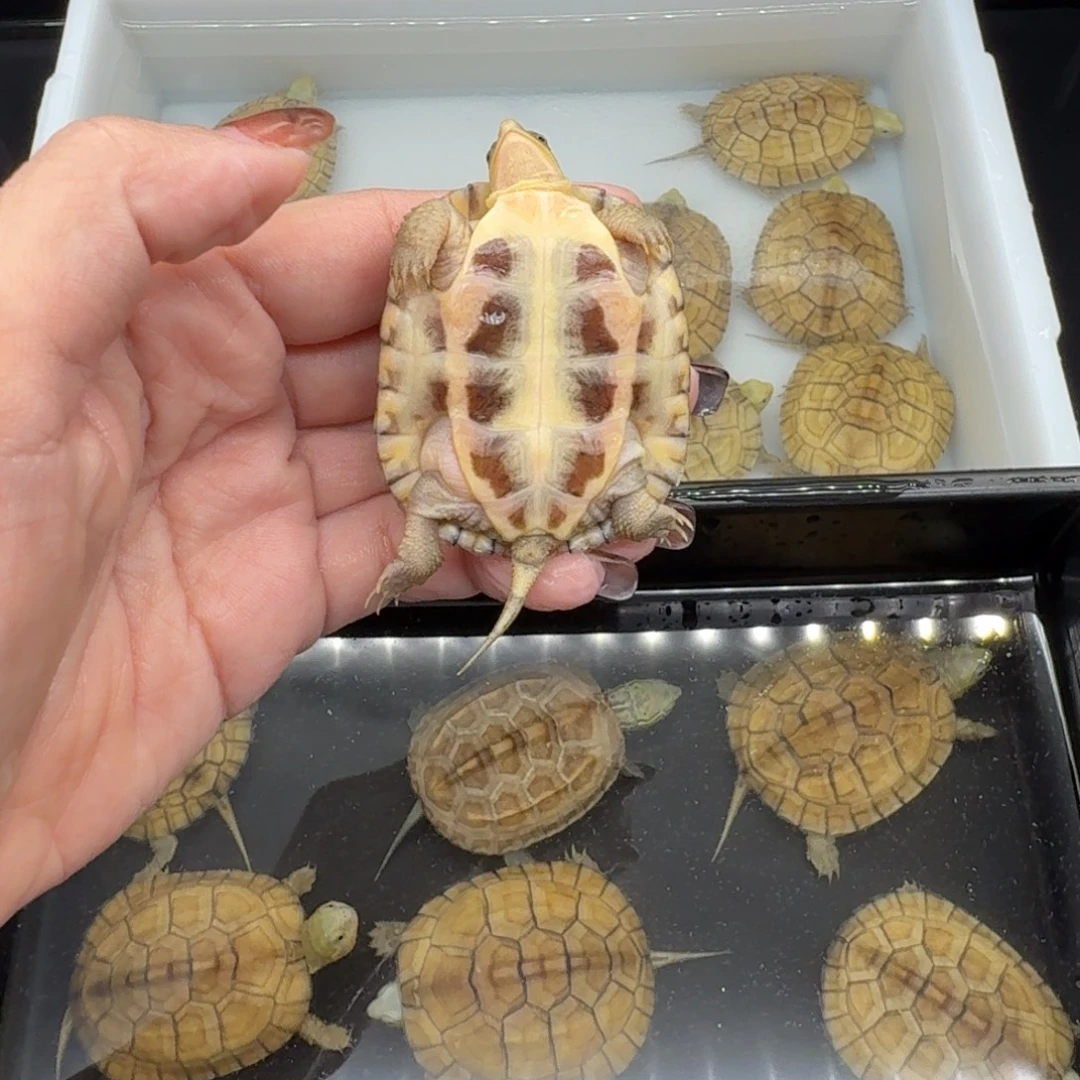 中华草龟母乌龟乌龟乌龟