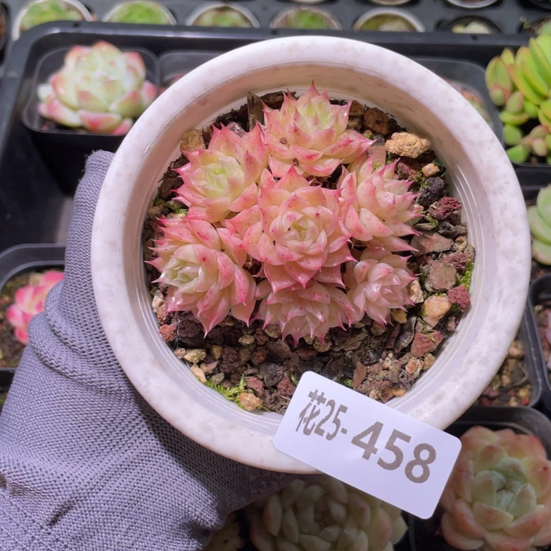 花利美25-458麦秆群