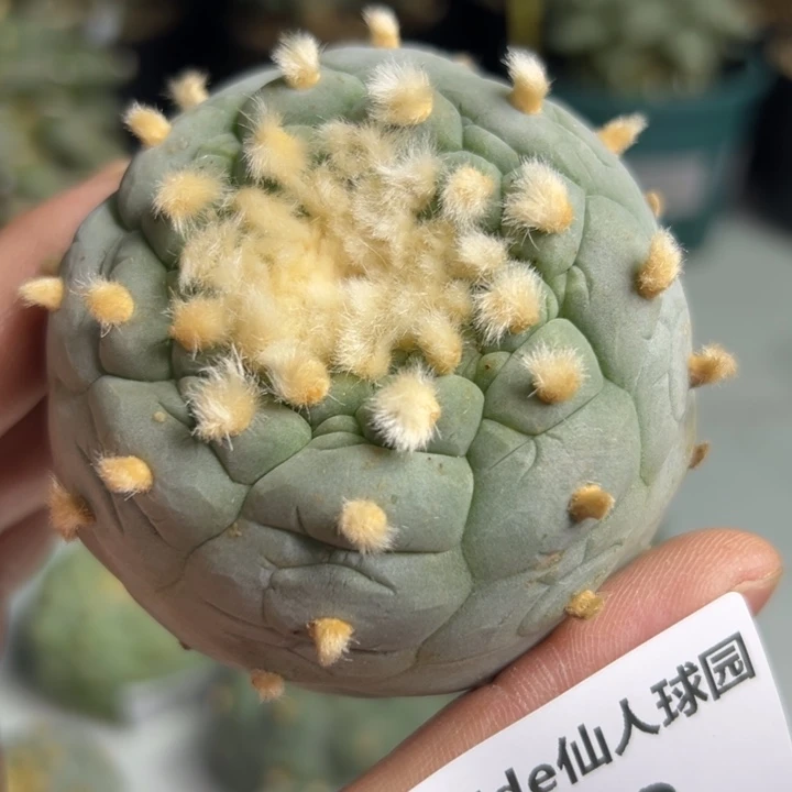 472可节后发货 可帮发根