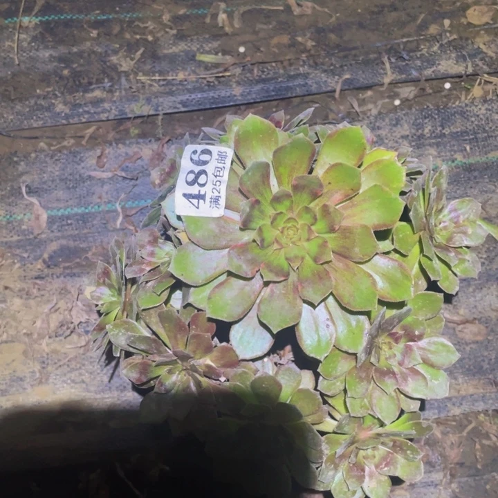 千面男爵多肉植物486