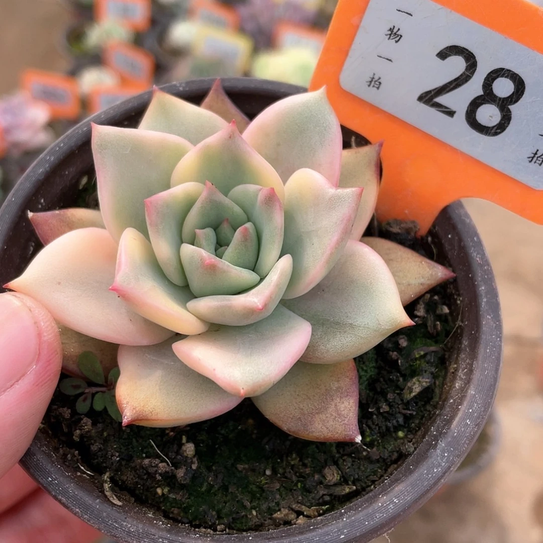 【闪购商品】28号的