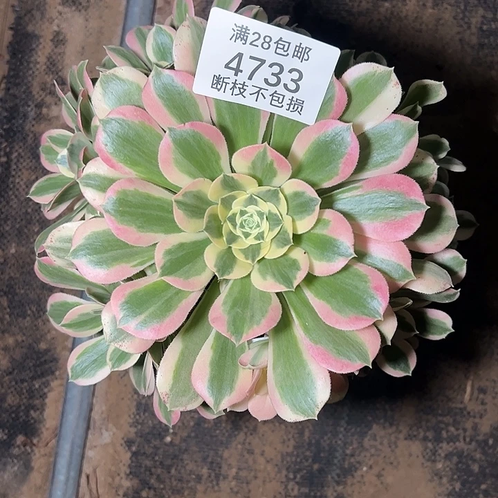 4733白凤多肉植物