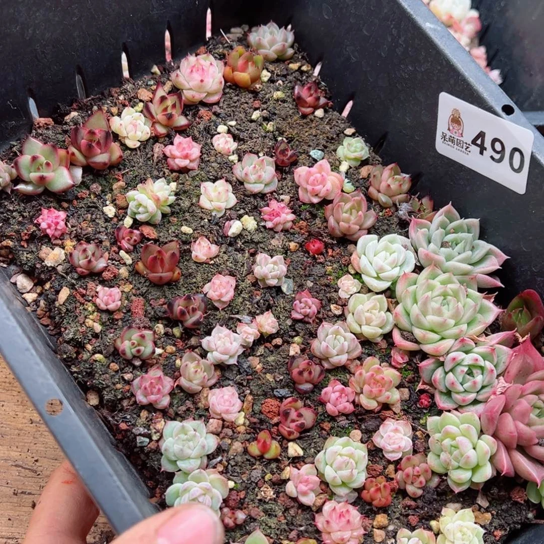 多肉植物多肉植物