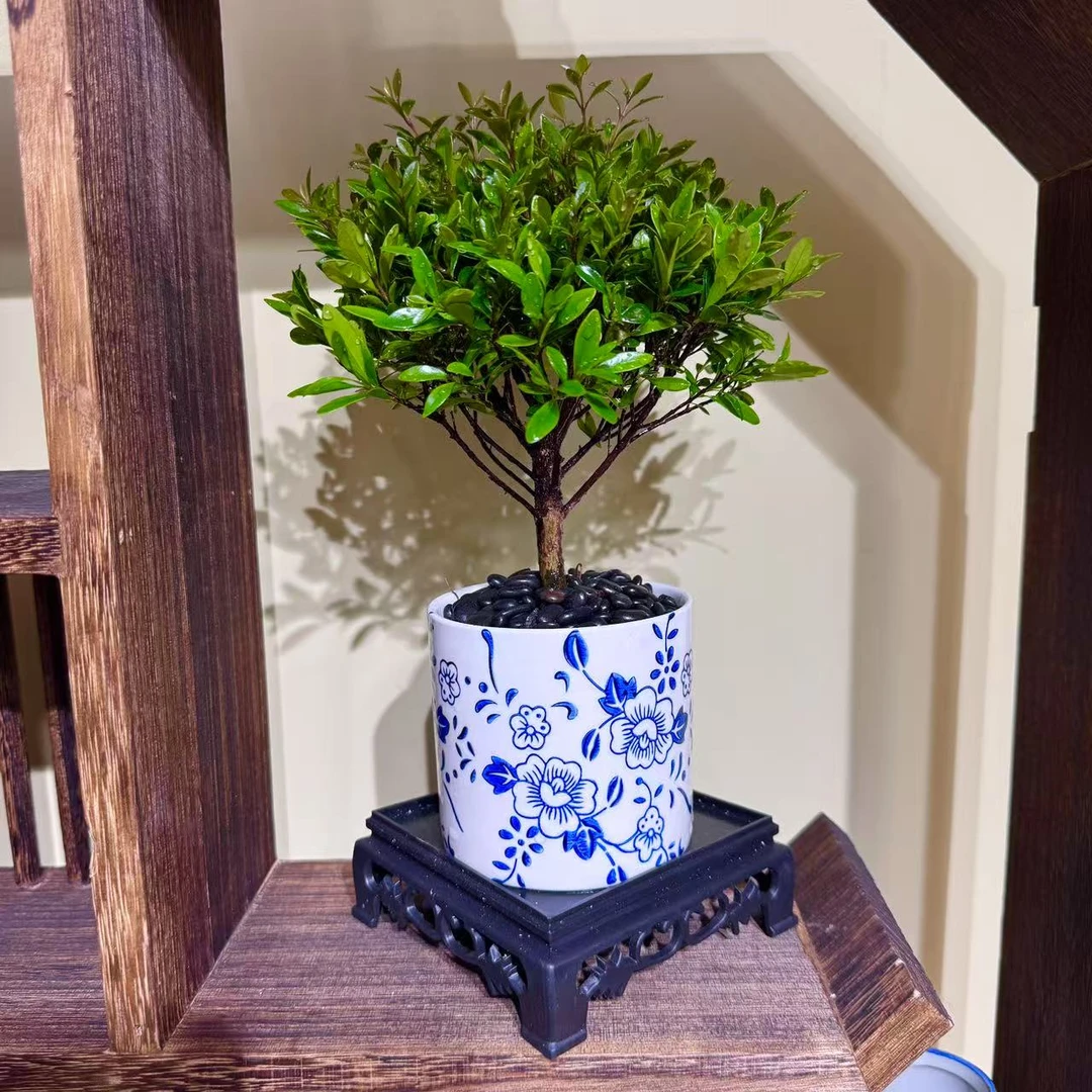 小叶赤楠 青花瓷 中国风 桌面盆景老桩净化空气绿植卧室盆栽