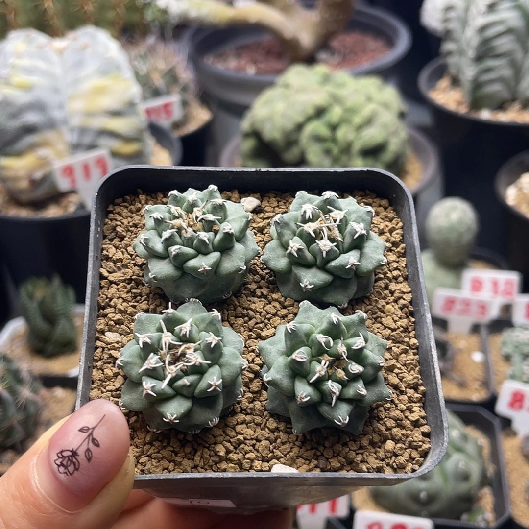 实生大尤赤花娇丽仙人球