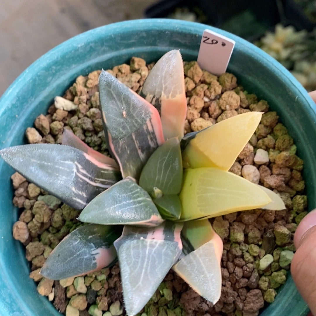 一颗实生克锦 元旦福利