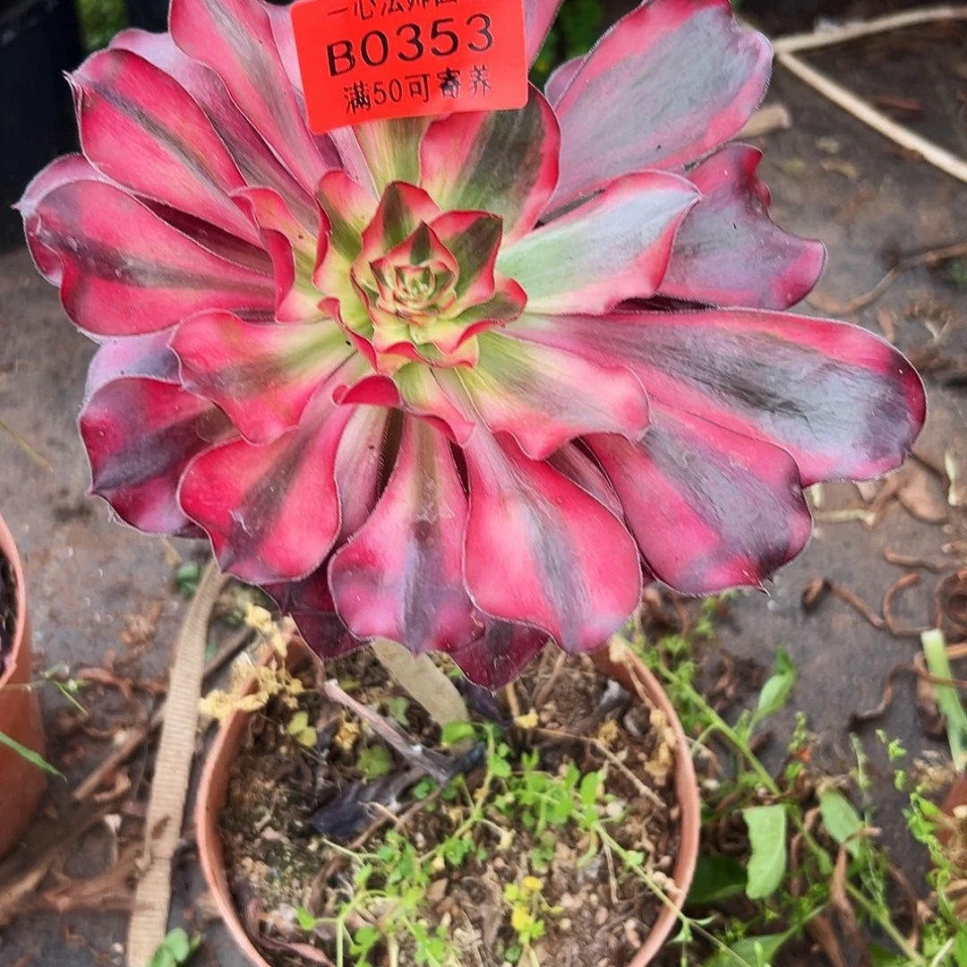 0353多肉植物巫毒白