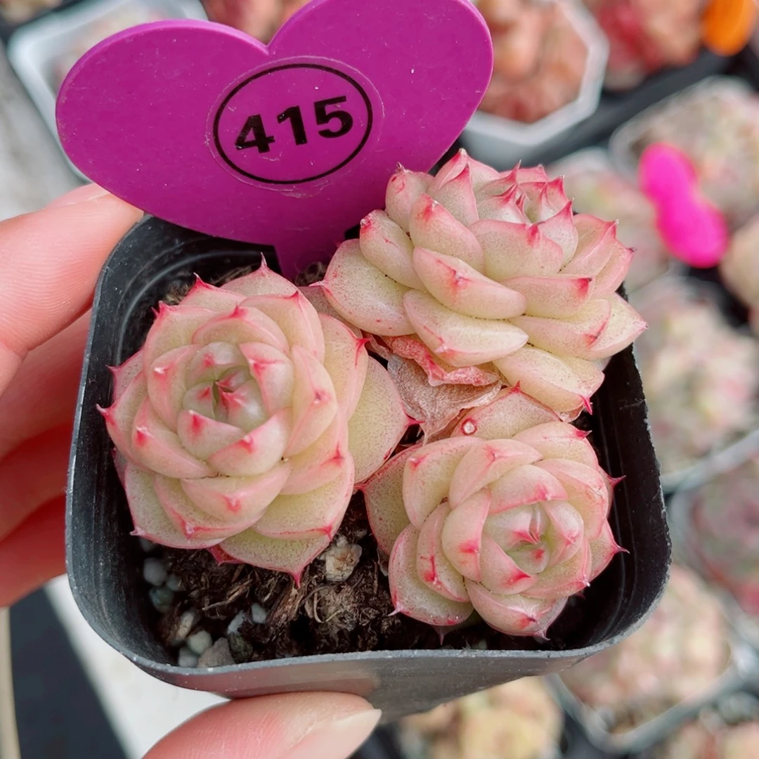 415号小老桩珍妮群