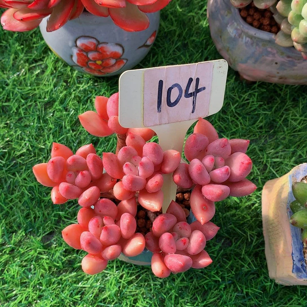 森*小叶知音多肉植物626272