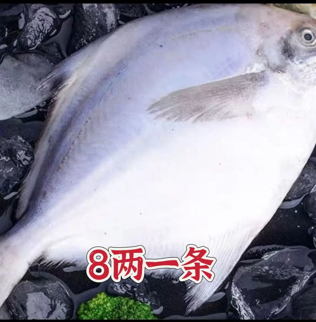 新鲜银鲳鱼 大8两一条（到手4条）液氮锁鲜发货