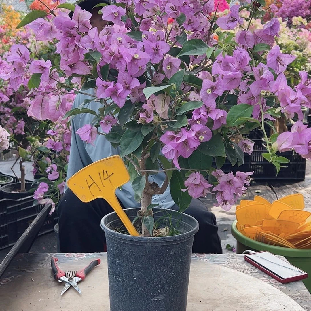 完全开放H44赛佛理