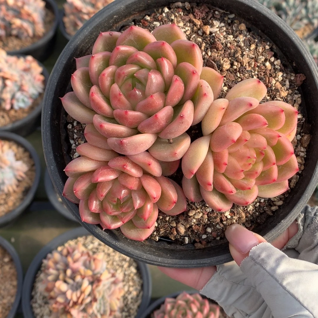 糖心东云  三头 一颗