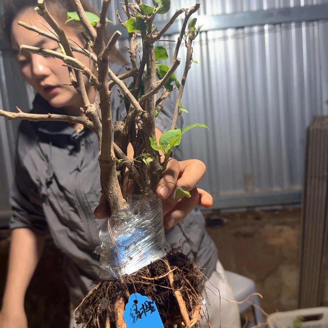 满***哥当前无花栽培后可以开花裸根 满哥 3207 25