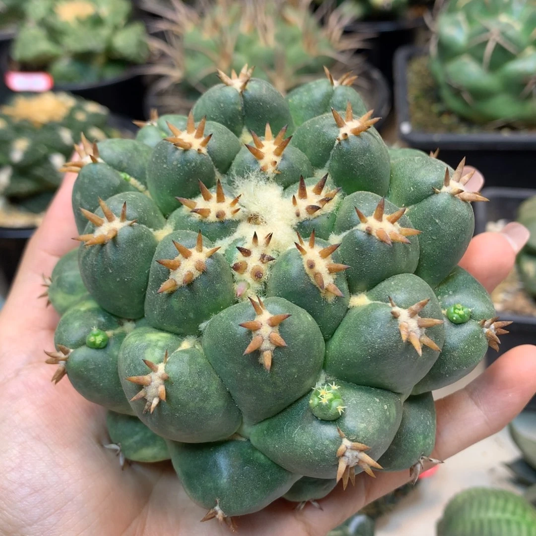 49号 出根 短豪刺獠牙9.8公分
